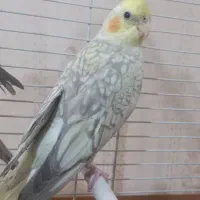 جوجه عروس هلندی مرواریدی۶ماهه