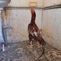 خروس لاری