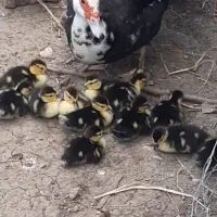 جوجه اردک اسراییلی