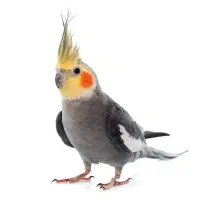 عروس هلندی سینامون پیدا شده