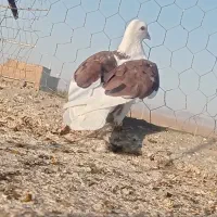 ۴عدد کبوتر