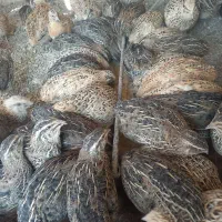 بلدرچین گوشتی