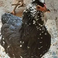 ۱۶مرغ هر یکی۱۱۰۰ و ۳خروس هر عدد۱۲۰۰ ۱۲جوجه توافقی
