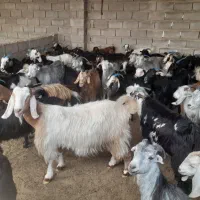 گله بز کهردار