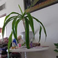 سماور و گاز پنج شعله استند و گل طبیعی