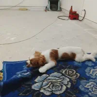 سگ پسر|سگ|ملارد, |دیوار