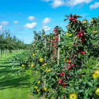 استخدام کارگر برای باغ داری و کار کافه