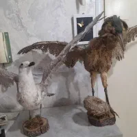 پرنده
