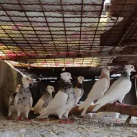 کبوتر .طوقی.هفرنگ