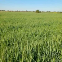 برای نگهبانی چاه برقی کشاورزی حقوق ماهانه