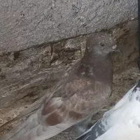 کبوتر پرشی