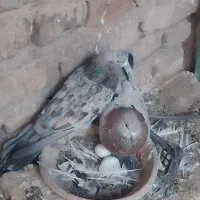 ۵جفت جوجه پرشی