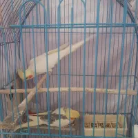 عروس هلندی