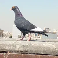 سلام قره سیاه کرمانی وقره سبز آلمانی وکله برنجی