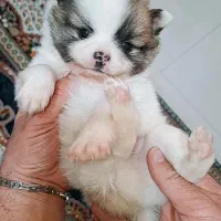 پامر خرسی پاندایی