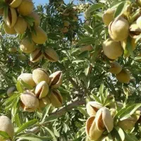 تولید نهال بادام شکوفه دیرگل کاغذی