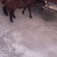 بره ۵ماهه افشار