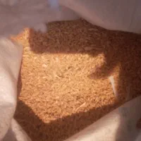 گندم