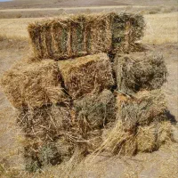 علف سایز بزرگ سبز واورقانیک بدون کود شیمیایی
