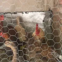 مرغ خروس و اردک