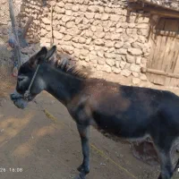 الاغ جوان ماده