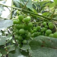 فروش غوره تازه برای آبگیری