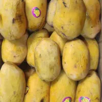 انبه شیرین یک و یک