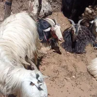 24عدد بز داشتی