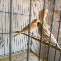 پنج عدد قناری موزائیک اصیل