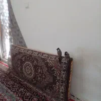 پرنده فروشی