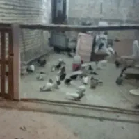 کبوتر تور کبوتر افتتاح شد