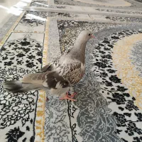 کبوتر|پرنده|اصفهان, حصه جنوبی|دیوار
