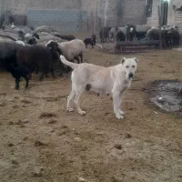 واگزاری ماده عراقی