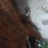 10عددخرگوش مولد مادر باردار