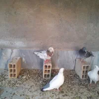 کبوتر سالم بدون مریضی