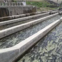 پرورش ماهی