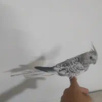 عروس هلندی الیزابت