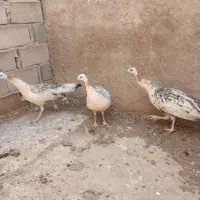 سه عدد طاووس ماده مصری