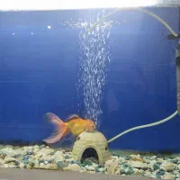 آکواریوم کامل همراه یک گلدفیش سایز بزرگ