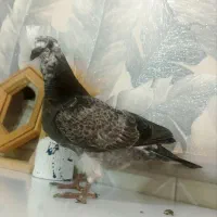 جوجه کفتر