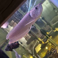 آروانا گار پولی اسکار