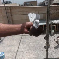 کفتر پرشی به شرط