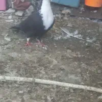 کرباتی سیاه ماده