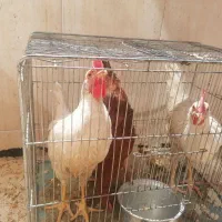 خروس و مرغ