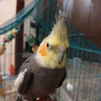 عروس هلندی