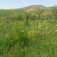 باغ دراهر