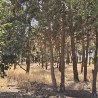 استخدام