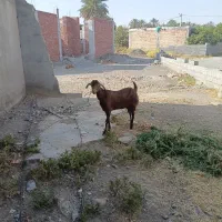 بز فروشی