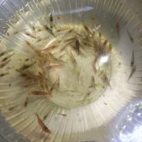 شریمپ میگو هیبرید-ردچری