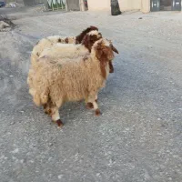 بره ماده شیرمست درجه یک
